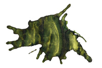 Monteverde Golden Olivine - 30ml Bottled Ink