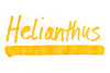 Rohrer & Klingner Helianthus - Ink Sample