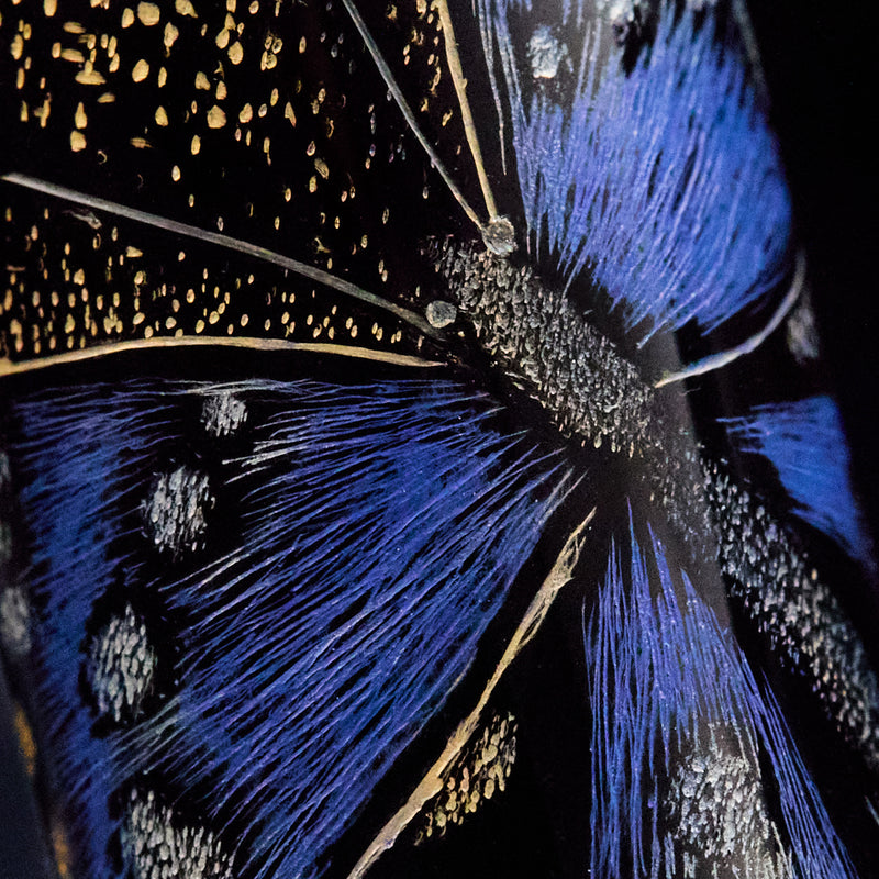 Sailor Chinkin Fountain Pen - Giant Purple Butterfly (Limited Edition)