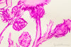 Herbin Rose Cyclamen - 30ml Bottled Ink